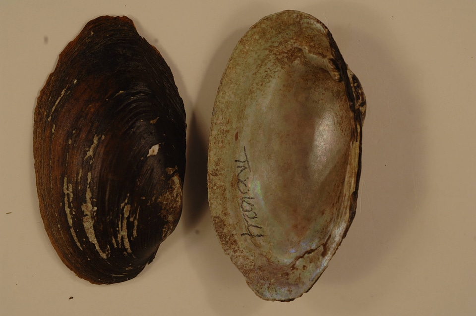 Villosa vanuxemensis-1