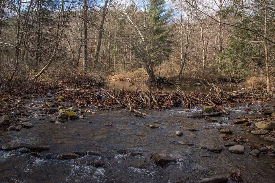 Beaver dam on Seneca Creek