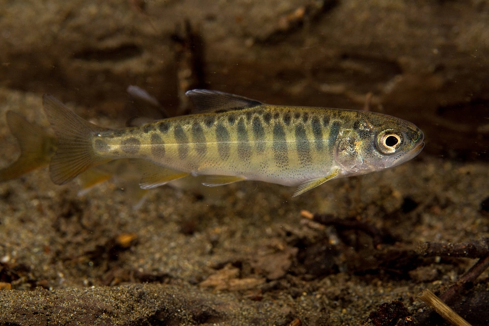 Juvenile Chinook salmon-2