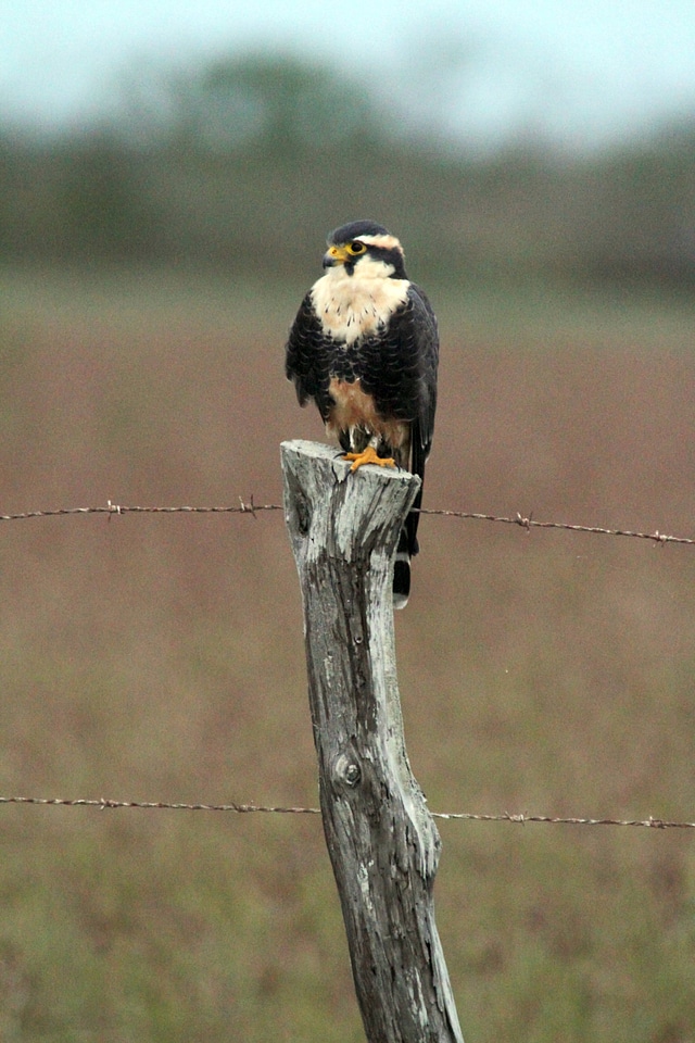 Northern Aplomado Falcon-3