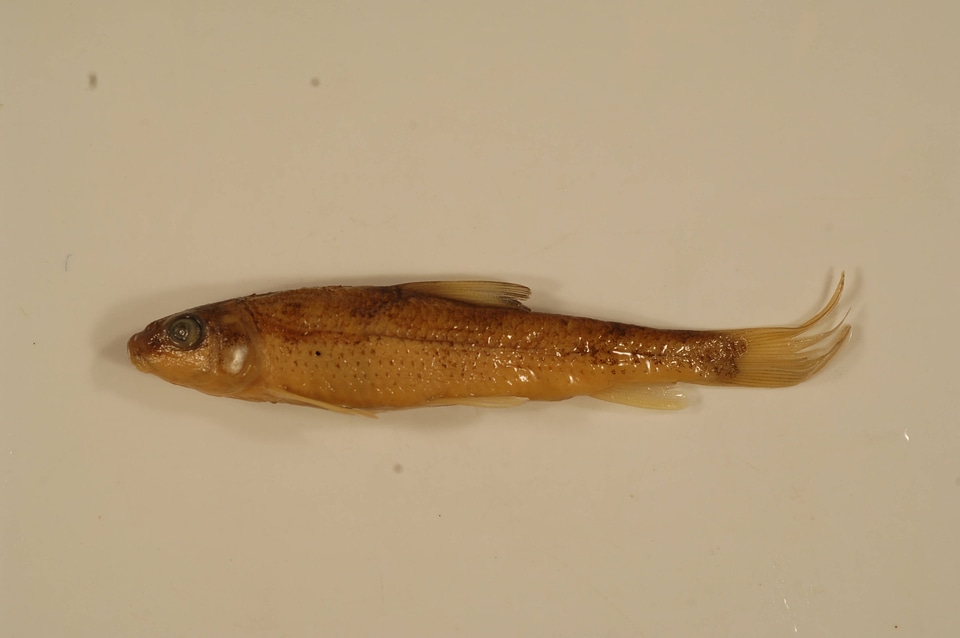 Minytrema melanops-2