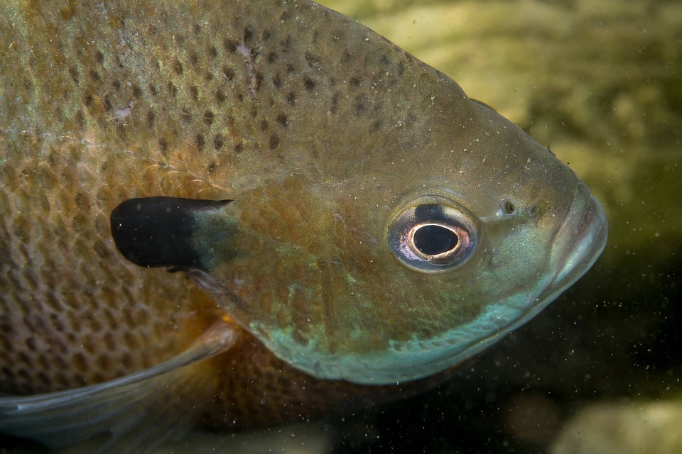 Bluegill on nest-1