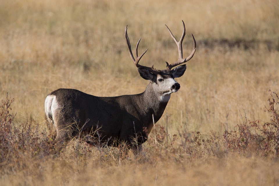 Mule deer buck feeds in grasslands-3