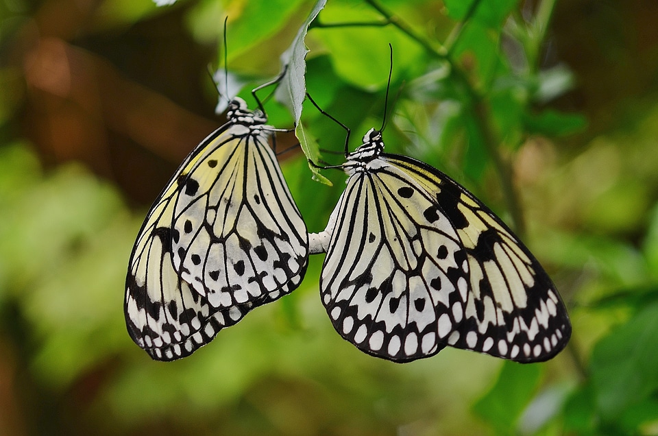 Insect wildlife green