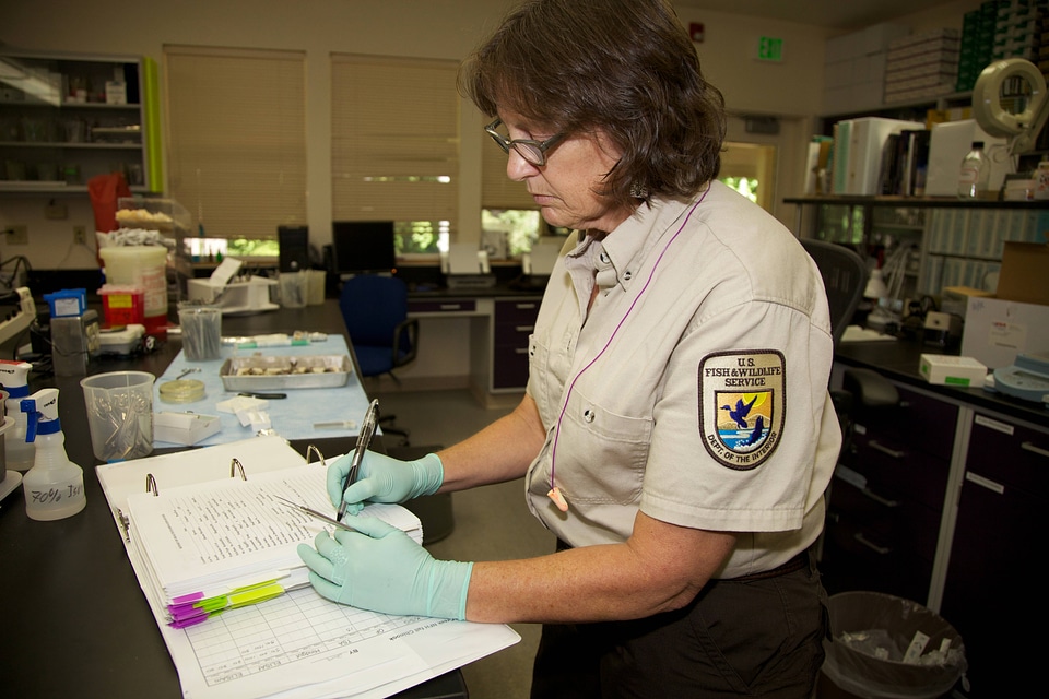 Scientist at Lower Columbia River Fish Health Center-2