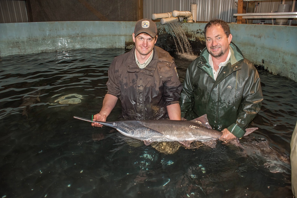 Hatchery workers spawning paddlefish-2