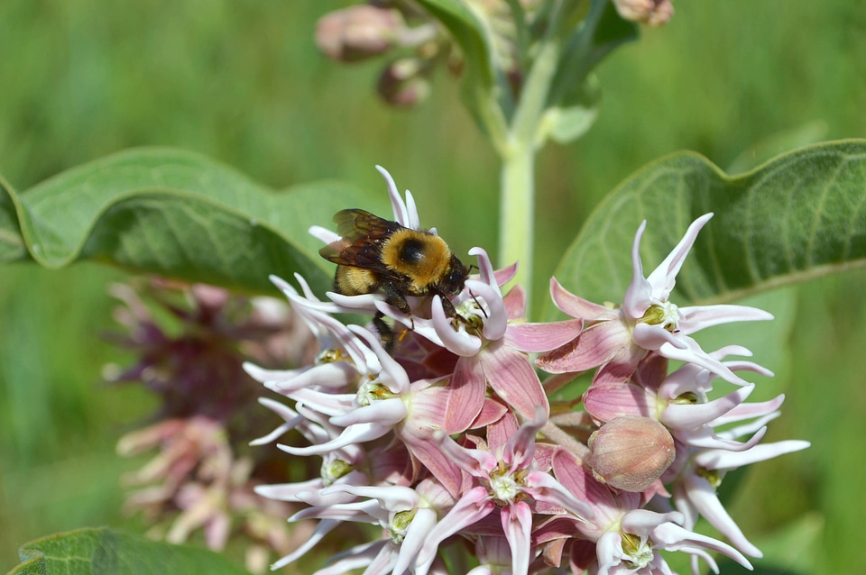 Native Bumblebee on Milkweed