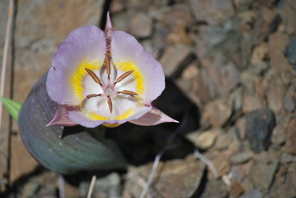 Siskiyou Mariposa Lilly