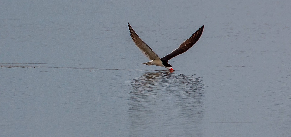 Black Skimmer feeding-4