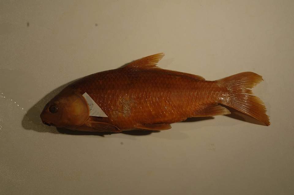Ictiobus niger-2