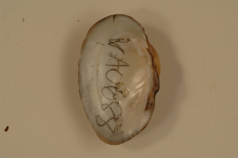Lampsilis higginsii (inside)