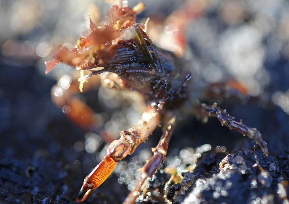 Graceful decorator crab 
