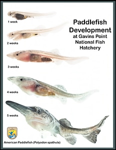 American paddlefish development collage photo