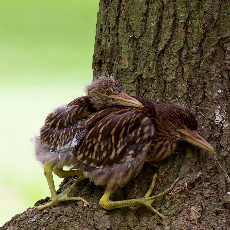 Fledgling black-crowned night herons