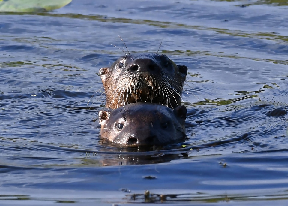 Northern river otters