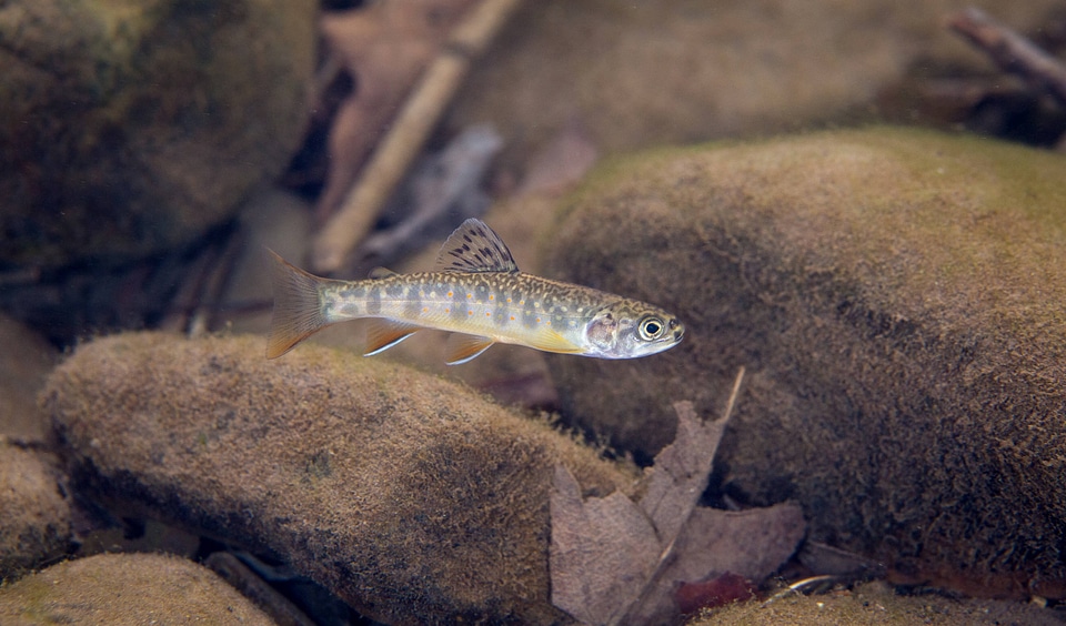 Brook Trout juvenile-2 photo