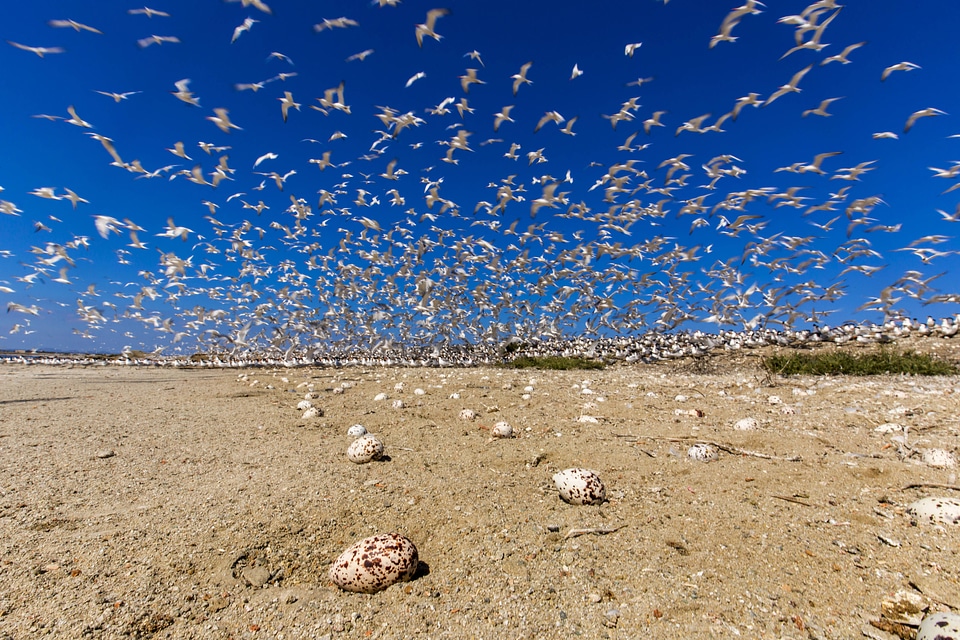 Flock of elegant terns-3