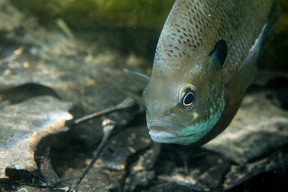 Bluegill on nest-1