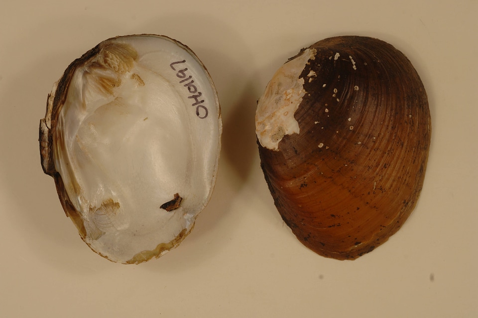 Ellipsaria lineolata-4