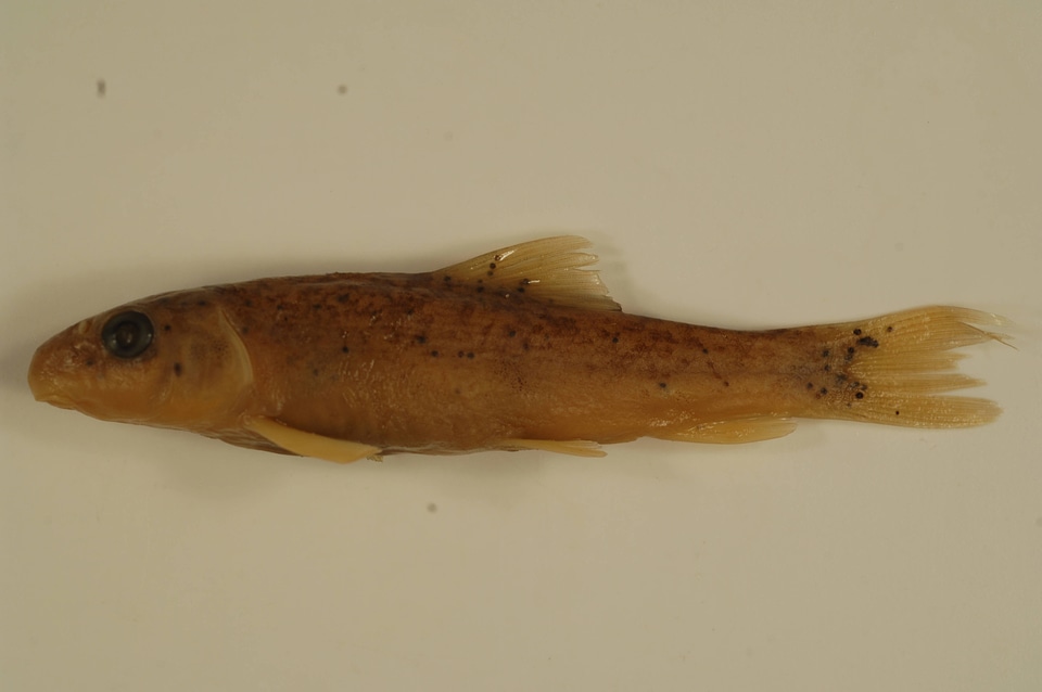Catostomus commersonii-1