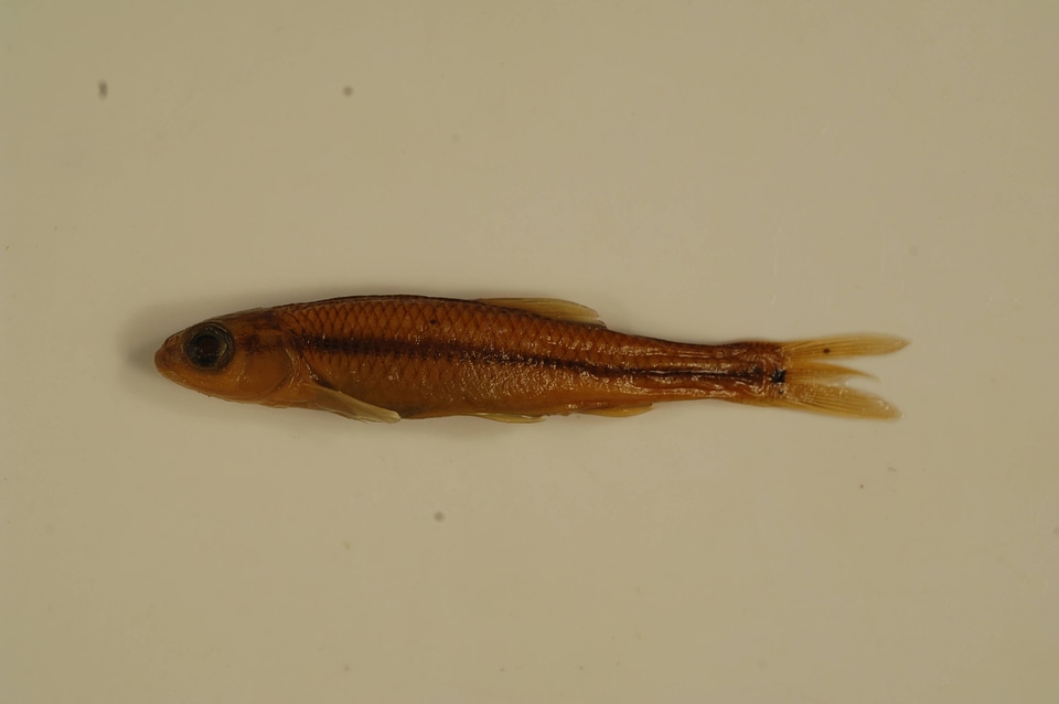 Pimephales notatus-3