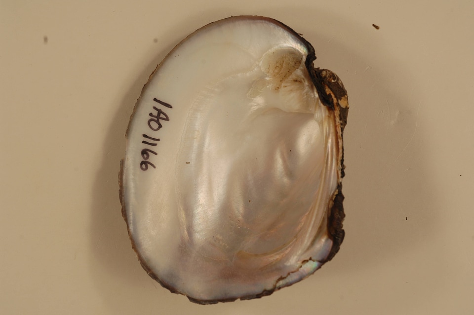 Amblema plicata (inside)-1
