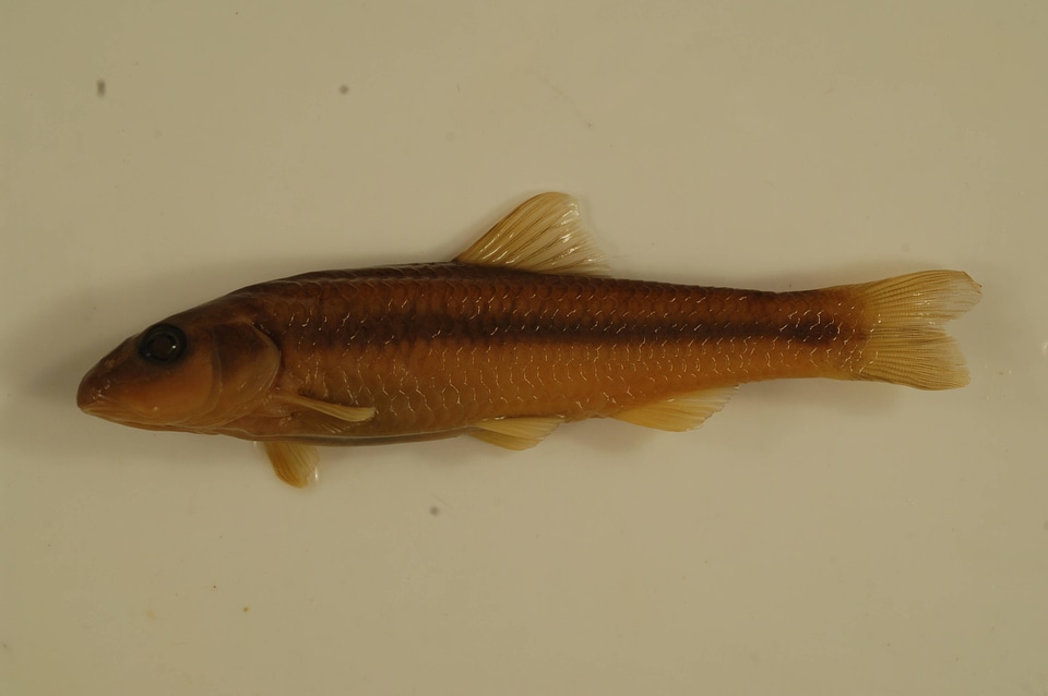 Nocomis micropogon-4