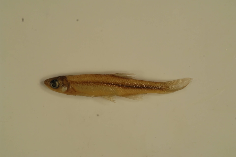 Notropis atherinoides-3