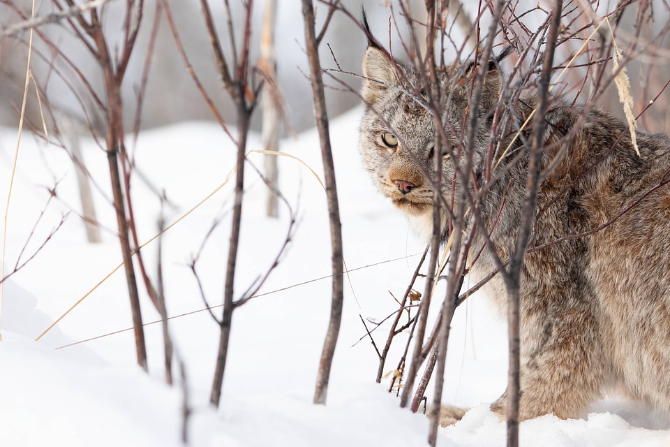Female lynx fitted with GPS collar-1