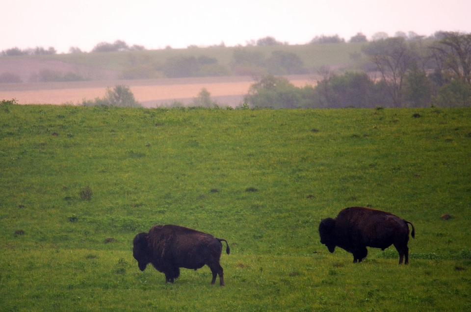 Two bison stand in the rain