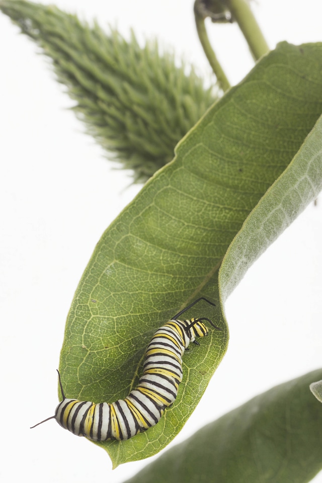 Monarch caterpillar-1