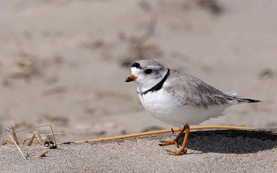 Piping Plover photo