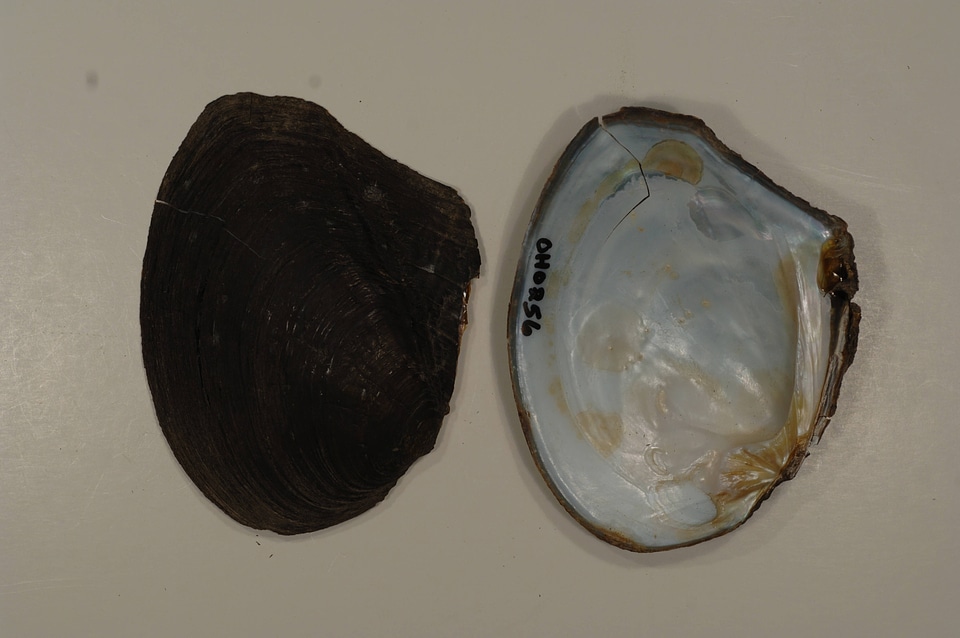 Lasmigona complanata-3
