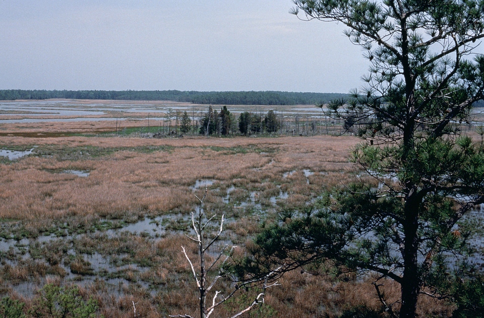 Chesapeake Bay wetlands