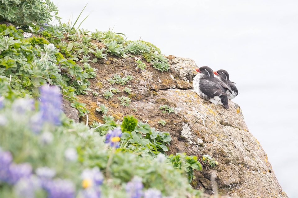 Pair of parakeet auklets perched on rock ledge-2