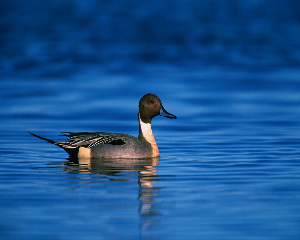 Northern pintail-7