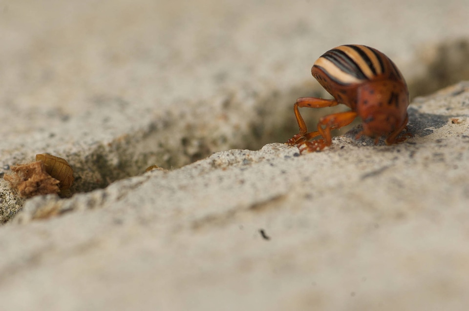 Colorado potato beetle-10