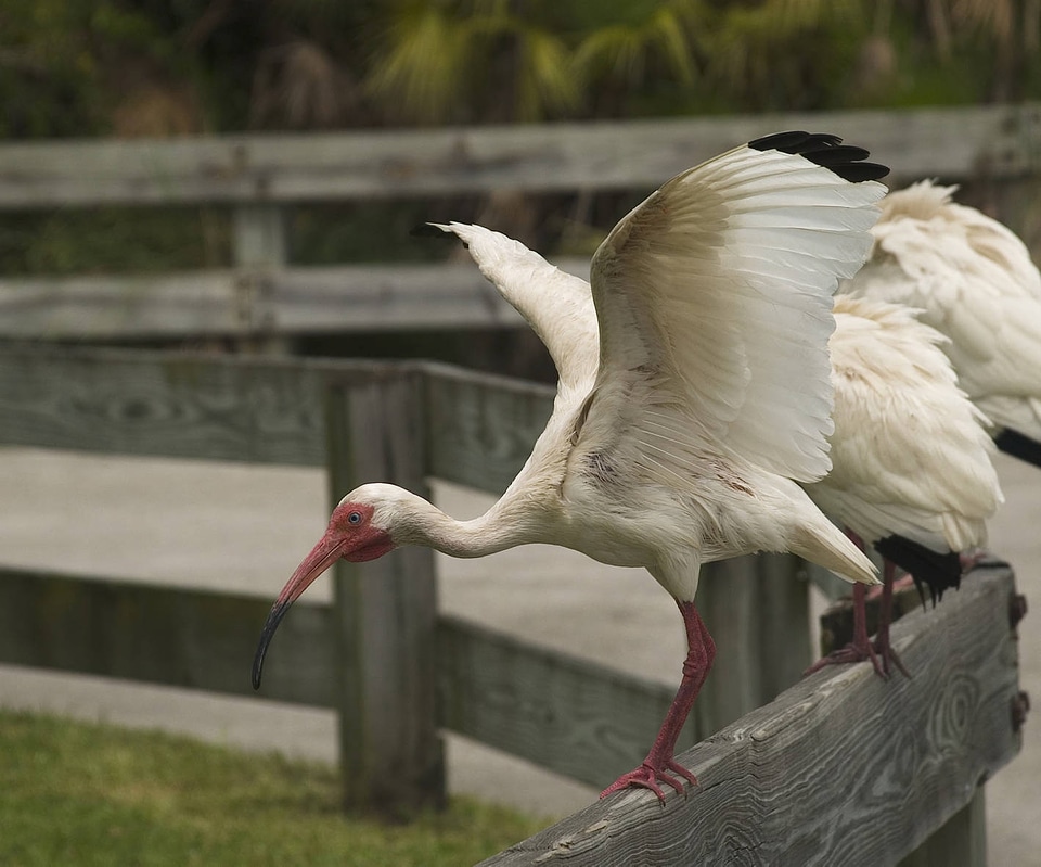 American White Ibis