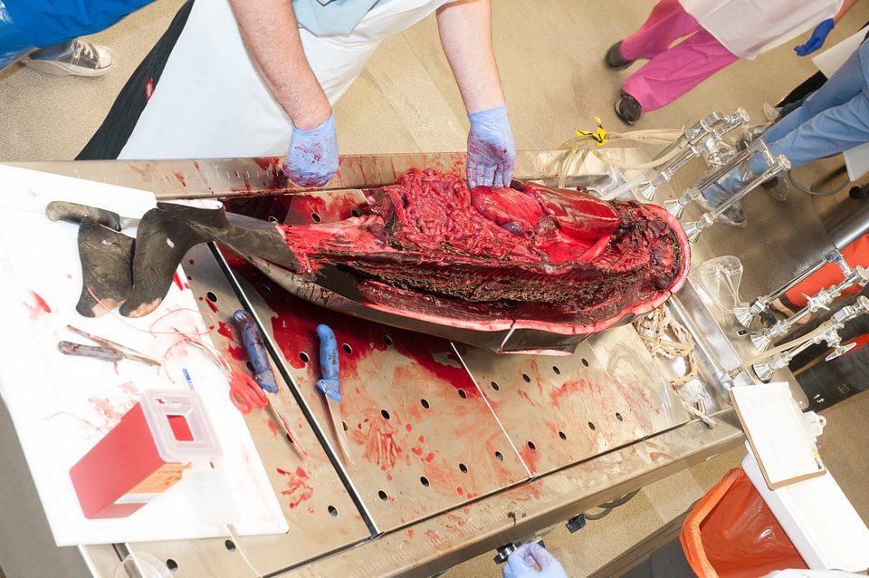 Marine Mammal Stranding Course at NCTC-1
