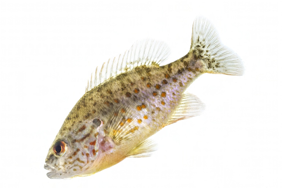 Orange spotted sunfish-3
