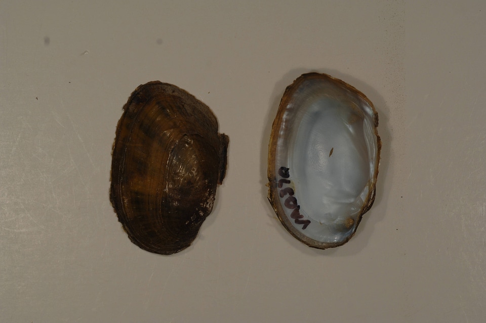 Ortmanniana ligamentina-3