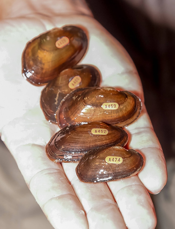 Endangered Carolina Heelsplitter Mussels-1
