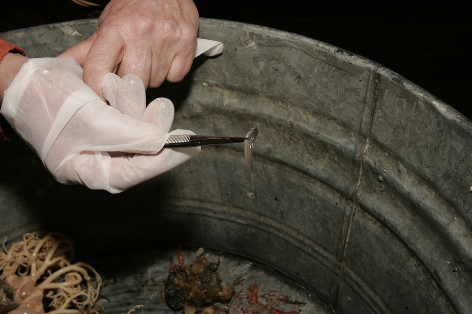 Forage fish research, Shumagin Islands-4