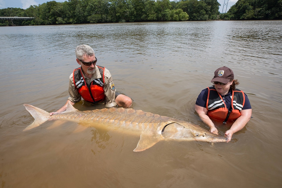 Biologists show length of Gulf sturgeon in river-3
