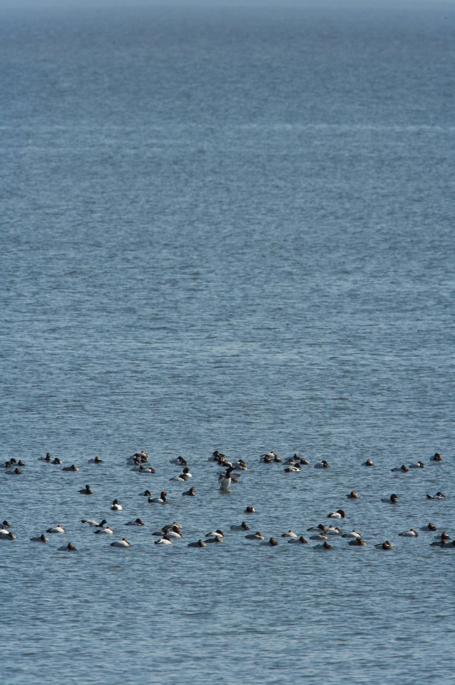 Canvasback ducks-6