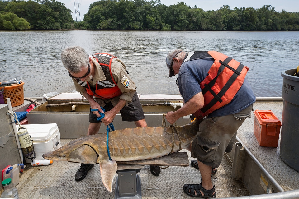 Biologists weigh a Gulf sturgeon in river-5