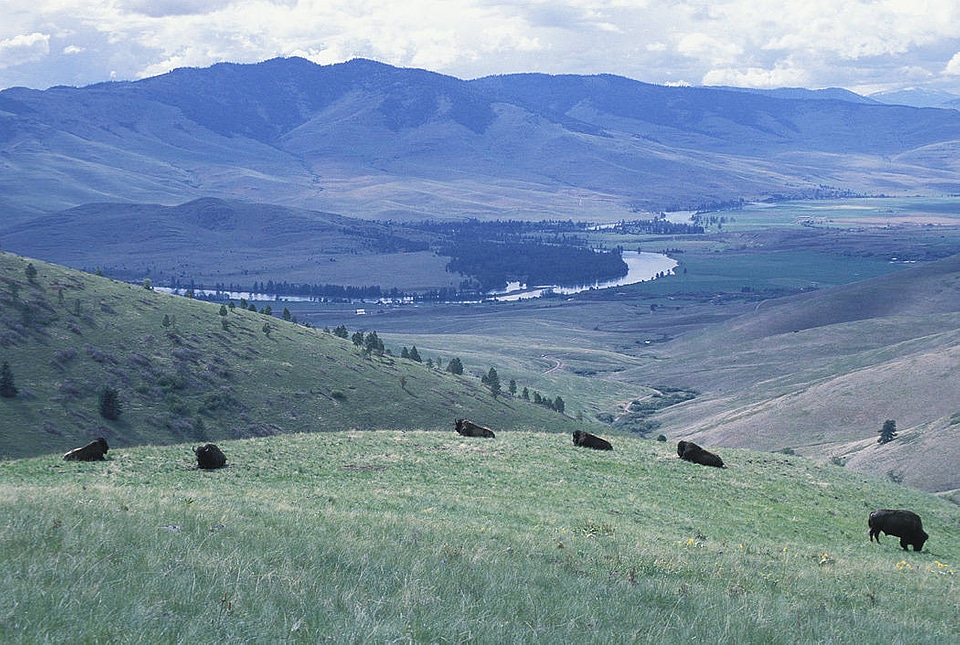 Bison at the National Bison Range