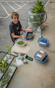 Volunteer feeds caterpillars in holding containers-2 photo