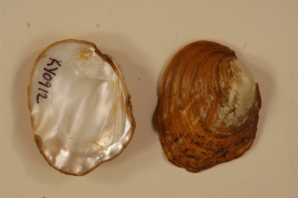 Amblema plicata-1