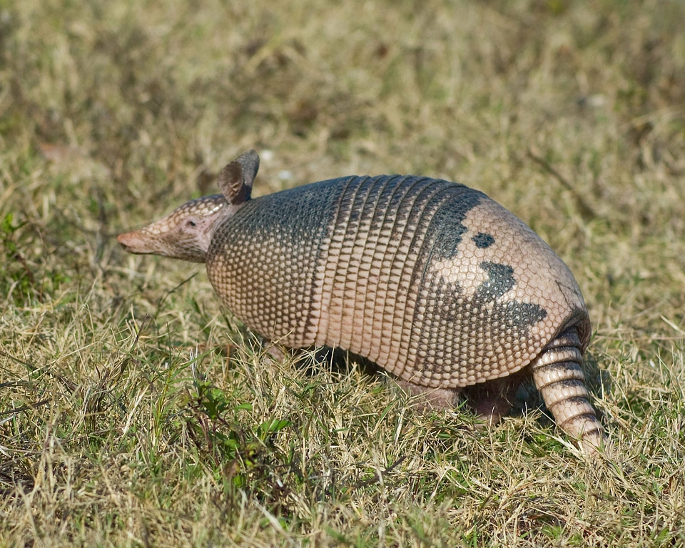 Nine-banded armadillo